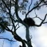 12 kooringa eagle nest2