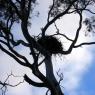 12 kooringa eagles nest2