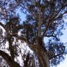 12 kooringa eculyptus tree up