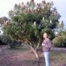 12 kooringa flower tree becca