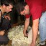 12 sheep nate 3