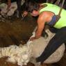 12 sheep shearer0