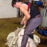 12 sheep shearer1