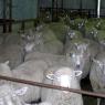 12 sheep