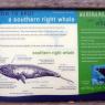 13 warrnambool right whale