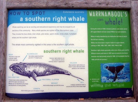 13 warrnambool right whale