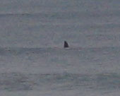 14 warrnambool whale3_close