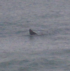 14 warrnambool whale6_close
