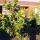 15 numurkah plant