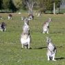 18 wildlife kangaroo bowling