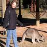 18 wildlife kangaroo carol0