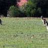 18 wildlife kangaroo pack 0
