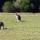 18 wildlife kangaroo pack2