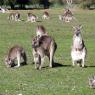 18 wildlife kangaroos close