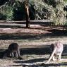 18 wildlife kangaroos quentin becca