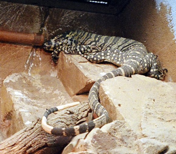 18 wildlife monitor lizard0