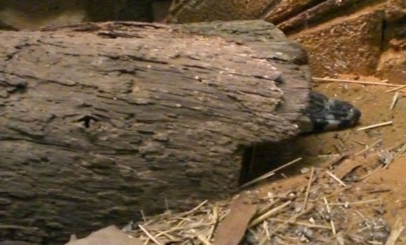 18 wildlife monitor lizard1