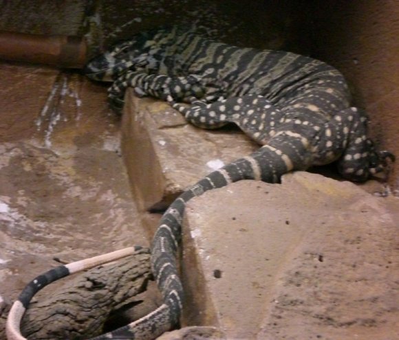 18 wildlife monitor lizard