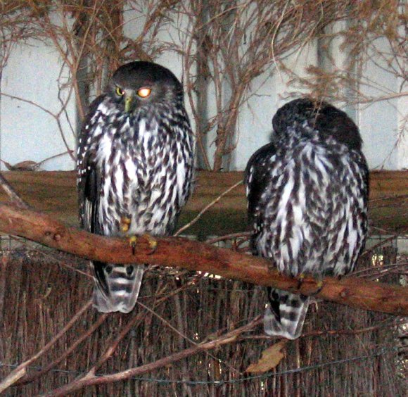 18 wildlife owls0