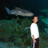20 Sydney Aquarium LeopardShark eats Alayna