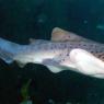 20 Sydney Aquarium LeopardShark2