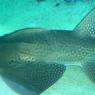 20 Sydney Aquarium LeopardShark