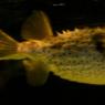 20 Sydney Aquarium PufferFish