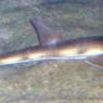 20 Sydney Aquarium RayShark2