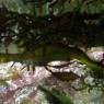 20 Sydney Aquarium SeaDragon