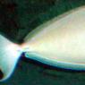 20 Sydney Aquarium UnicornFish2