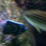 20 Sydney Aquarium blue ringed fish