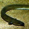 20 Sydney Aquarium eel
