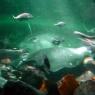 20 Sydney Aquarium fish and rays