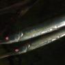 20 Sydney Aquarium fish2
