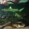 20 Sydney Aquarium fish4