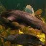 20 Sydney Aquarium fish