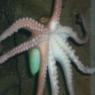 20 Sydney Aquarium octopus