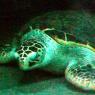 20 Sydney Aquarium sea turtle Crush2