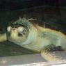 20 Sydney Aquarium sea turtle Crush