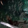 20 Sydney Aquarium seals feeding2