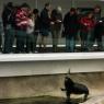 20 Sydney Aquarium seals feeding