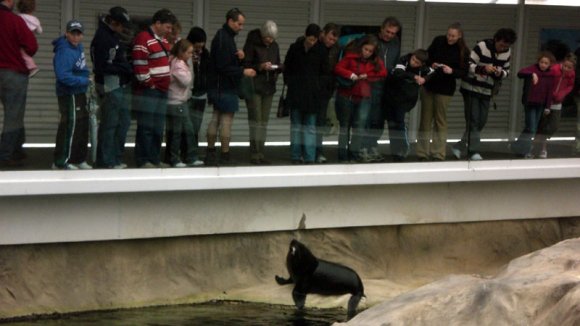 20 Sydney Aquarium seals feeding