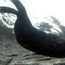 20 Sydney Aquarium seals underwater3