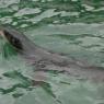 20 Sydney Aquarium seals underwater