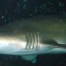 20 Sydney Aquarium sharks2