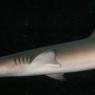 20 Sydney Aquarium sharks3