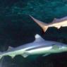 20 Sydney Aquarium sharks4