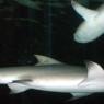 20 Sydney Aquarium sharks