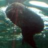 20 Sydney aquarium seals underwater0