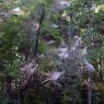 blue ridge pkwy 47 spider webs